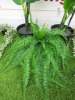 5 x Artificial Plants to Include: 2 x Cheese Plants, 1 x Fern & 2 x Others. - 3