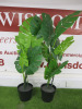 5 x Artificial Plants to Include: 2 x Cheese Plants, 1 x Fern & 2 x Others. - 4