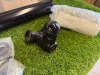 Mitsubishi L200 Tow Bar with Electrics and Rekay Kit. Appears New. - 6