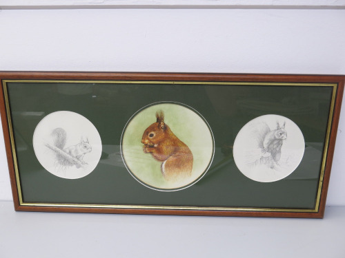 Framed & Glazed Picture & Sketches of Squirrels. Size H32 x W71cm
