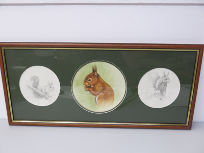 Framed & Glazed Picture & Sketches of Squirrels. Size H32 x W71cm