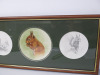 Framed & Glazed Picture & Sketches of Squirrels. Size H32 x W71cm - 3