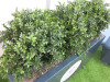 Pair of Artificial Boxwood Plants in Grey Mobile Planters. Size of Planter H60 x W100 x D35cm, Overall Height with Plants 100cm. - 3