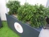 Pair of Artificial Boxwood Plants in Grey Mobile Planters. Size of Planter H60 x W100 x D35cm, Overall Height with Plants 100cm. - 6