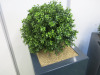 Pair of Artificial Boxwood Plants in Grey Mobile Planters. Size of Planter H90 x W40 x D40cm, Overall Height with Plants 125cm - 4