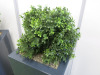 Pair of Artificial Boxwood Plants in Grey Mobile Planters. Size of Planter H90 x W40 x D40cm, Overall Height with Plants 125cm - 5