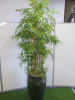 Large Artificial Bamboo Plant, Size of Planter H73cm. Overall Height with Plants 225cm.