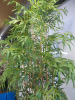 Large Artificial Bamboo Plant, Size of Planter H73cm. Overall Height with Plants 225cm. - 5
