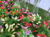 Quantity of Restaurant Table Top Artificial Plants & Flowers to Include: 22 x Small & 9 x Glass Vase3s with an Assortment of artificial Plants/Flowers. - 5