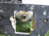 Trend 4 Variable Speed Plunge Router, in Original Carry Case. - 3