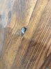 200cm x 100cm x 5cm Thick Heavy Wood Table Top. - 3