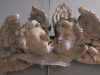 Antique Carved Grey Painted Overdoor, Possibly Part of a Mirror Frame, Featuring Two Cherubs. Size H20 x W102cm. - 2