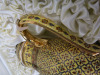 The East India Company Royal Bone China Benjaron 18ct Gold Hand Painted Tea Pot in Presentation Case. - 4