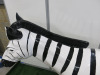 Large Life Size Zebra Fibreglass & Resin Sculpture, Size H120 x W200 x 50cm. - 7