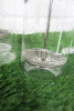 2 x TendGlass La Cafetiere. - 3
