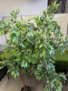 2 x Faux Plants. Size Approx 6ft. - 2