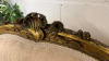 Antique French Louis XV Style Giltwood Settee in Gold Ornate Carved Wood with Soft Patterned Damask Upholstery. Size H96 x W121 x D65cm. - 4