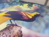 2 x Stretch Canvas Prints to Include: 1 x Bird of Paradise & 1 x Great Hornbull, Size 88 x 86cm. - 3