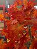 Tall Faux Orange Maple Plant. - 2