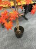 Tall Faux Orange Maple Plant. - 3