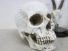 3 x Decorative Skulls to Include: 2 x Human & 1 x Animal in Glass Display - 2