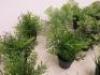 19 x Assorted Faux Plants. Approx Size 20-25cm - 3