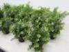 19 x Assorted Faux Plants. Approx Size 20-25cm - 4