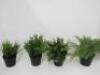 19 x Assorted Faux Plants. Approx Size 20-25cm - 6