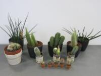 14 x Assorted Plants to Include: 12 x Cactus & 2 x Other