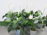 6 x Artificial Lily Plants in Pots. Size H70cm