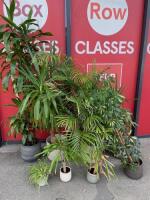 Selection of 8 Assorted Office Plants & Pots (As Viewed/Pictured).