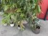 Selection of 8 Assorted Office Plants & Pots (As Viewed/Pictured). - 2