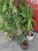 Selection of 8 Assorted Office Plants & Pots (As Viewed/Pictured). - 3