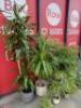 Selection of 8 Assorted Office Plants & Pots (As Viewed/Pictured). - 4