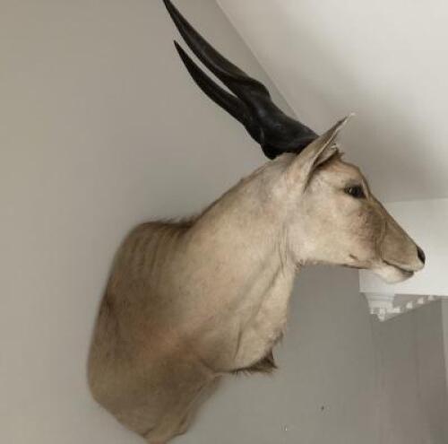 Large Eland Head, (Taurotragus Oriyx) Taxidermy by Moro Paolo. Signed Hoang Thi Yen.