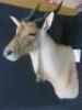 Large Eland Head, (Taurotragus Oriyx) Taxidermy by Moro Paolo. Signed Hoang Thi Yen. - 3