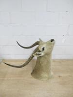 African Impala Taxidermy, Wall Mounted Head. Size L75cm.