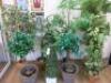 8 x Assorted Sized Faux Plants.