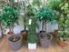 8 x Assorted Sized Faux Plants. - 2