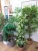 8 x Assorted Sized Faux Plants. - 3