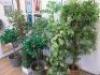 8 x Assorted Sized Faux Plants. - 4