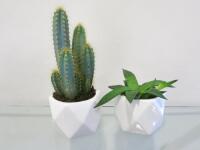 2 x Plants in White Vase.