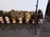 25 x Hairstylist Training Heads, 16 x Desk/Surface Clamps & 2 x Tripod Stands. - 2