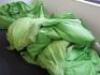 7 x Green Bean Bags XL. NOTE: condition as viewed. - 4